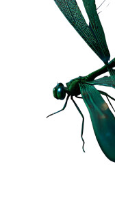 Enchanting Dragonfly Portrait Vinyl Car Decal Sticker – Waterproof & UV-Resistant 