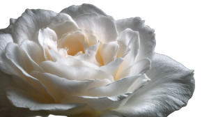 Blooming White Rose Vinyl Car Decal Sticker – Waterproof & UV-Resistant 