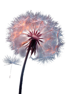 Dandelion In Seeds V2 Vinyl Car Decal Sticker – Waterproof & UV-Resistant 