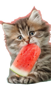 Fluffy Kitten Popsicle Vinyl Car Decal Sticker – Waterproof & UV-Resistant 