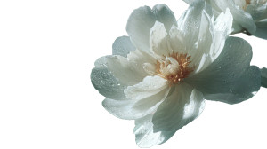 White Peony Close-Up Vinyl Car Decal Sticker – Waterproof & UV-Resistant 