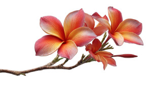 Exotic Tropical Branch Vinyl Car Decal Sticker – Waterproof & UV-Resistant 