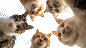 Happy Circle Cats V6 Vinyl Car Decal Sticker – Waterproof & UV-Resistant 