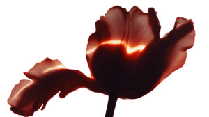 Heavenly Flower Vinyl Car Decal Sticker – Waterproof & UV-Resistant 