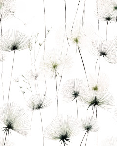 Boho Dandelion Drawing Vinyl Car Decal Sticker – Waterproof & UV-Resistant 