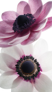 Hyper-Realistic Anemone Flowers Vinyl Car Decal Sticker – Waterproof & UV-Resistant 