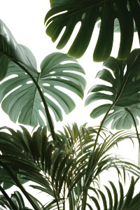 Large Leaf Plants Vinyl Car Decal Sticker – Waterproof & UV-Resistant Large Leaf Plants Vinyl Car Decal Sticker – Waterproof & UV-Resistant