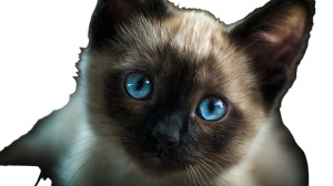 Cute Siamese Kitten Vinyl Car Decal Sticker – Waterproof & UV-Resistant 