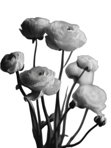 Delicate Ranunculus Flowers Vinyl Car Decal Sticker – Waterproof & UV-Resistant Delicate Ranunculus Flowers Vinyl Car Decal Sticker – Waterproof & UV-Resistant