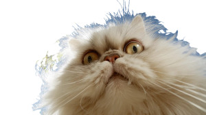 Fluffy Cat Selfie V2 Vinyl Car Decal Sticker – Waterproof & UV-Resistant 