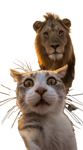 Cat And Lion Selfie Vinyl Car Decal Sticker – Waterproof & UV-Resistant Cat And Lion Selfie Vinyl Car Decal Sticker – Waterproof & UV-Resistant