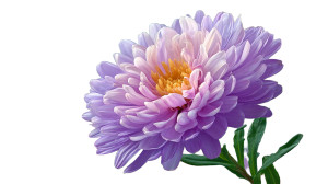 Colorful Asters Flower Vinyl Car Decal Sticker – Waterproof & UV-Resistant 