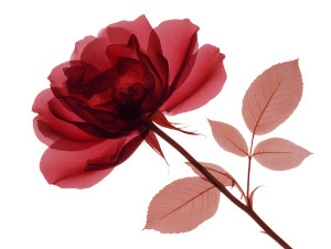Red Bloomed Rose V2 Vinyl Car Decal Sticker – Waterproof & UV-Resistant Red Bloomed Rose V2 Vinyl Car Decal Sticker – Waterproof & UV-Resistant
