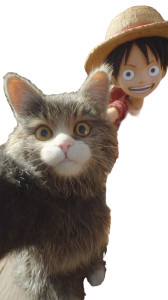 Pirate Cat Selfie Vinyl Car Decal Sticker – Waterproof & UV-Resistant 