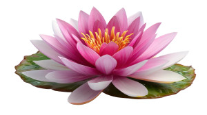 Pink Water Lily Vinyl Car Decal Sticker – Waterproof & UV-Resistant 