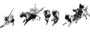 Leaping Super Cats Vinyl Car Decal Sticker – Waterproof & UV-Resistant 