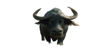 Water Buffalo-Naga Vinyl Car Decal Sticker – Waterproof & UV-Resistant 