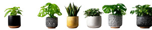 Potted Plants Collection V2 Vinyl Car Decal Sticker – Waterproof & UV-Resistant Potted Plants Collection V2 Vinyl Car Decal Sticker – Waterproof & UV-Resistant