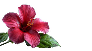 Hibiscus Flower Vinyl Car Decal Sticker – Waterproof & UV-Resistant Hibiscus Flower Vinyl Car Decal Sticker – Waterproof & UV-Resistant