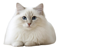 Ragdoll Cat V3 Vinyl Car Decal Sticker – Waterproof & UV-Resistant Ragdoll Cat V3 Vinyl Car Decal Sticker – Waterproof & UV-Resistant