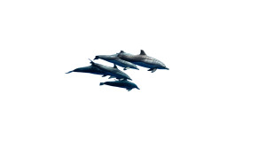 Dolphin Pod Swimming Vinyl Car Decal Sticker – Waterproof & UV-Resistant 
