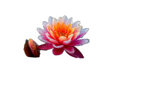 Blooming Lotus Serenity Vinyl Car Decal Sticker – Waterproof & UV-Resistant 