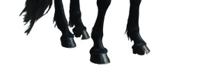 Black Horse Hooves Vinyl Car Decal Sticker – Waterproof & UV-Resistant Black Horse Hooves Vinyl Car Decal Sticker – Waterproof & UV-Resistant