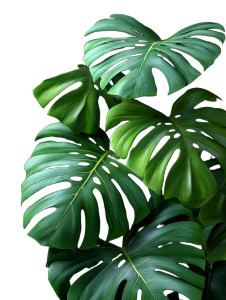 Lush Monstera Leaves Vinyl Car Decal Sticker – Waterproof & UV-Resistant 
