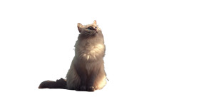 Ragdoll Cat Crouching Vinyl Car Decal Sticker – Waterproof & UV-Resistant Ragdoll Cat Crouching Vinyl Car Decal Sticker – Waterproof & UV-Resistant