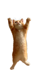 Adorable Fat Kitten Vinyl Car Decal Sticker – Waterproof & UV-Resistant 