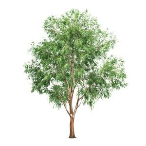 Slim Eucalyptus Tree Vinyl Car Decal Sticker – Waterproof & UV-Resistant 