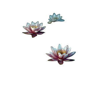 Water Lilies V2 Vinyl Car Decal Sticker – Waterproof & UV-Resistant 