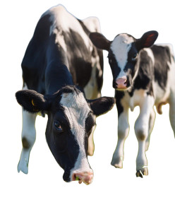 Happy Grazing Cows Vinyl Car Decal Sticker – Waterproof & UV-Resistant 