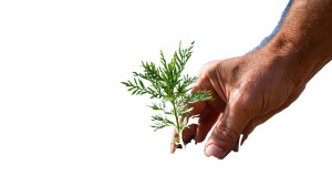 Planting Young Tree V2 Vinyl Car Decal Sticker – Waterproof & UV-Resistant 