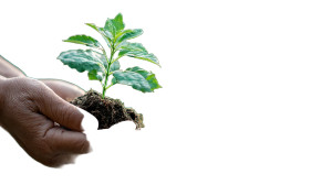 Hand Holding Plant V2 Vinyl Car Decal Sticker – Waterproof & UV-Resistant 