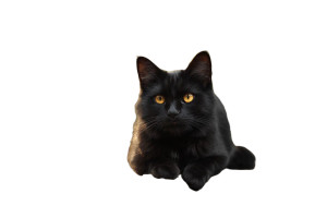 Black Cat V18 Vinyl Car Decal Sticker – Waterproof & UV-Resistant 