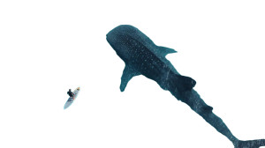 Whale Shark Encounter V2 Vinyl Car Decal Sticker – Waterproof & UV-Resistant 