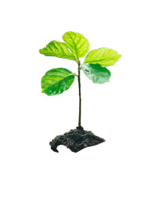 Cradling Sapling Vinyl Car Decal Sticker – Waterproof & UV-Resistant 