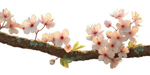 Blooming Cherry Branch Vinyl Car Decal Sticker – Waterproof & UV-Resistant 