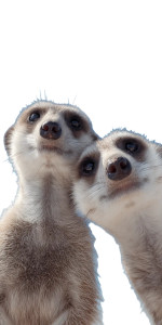 Meerkat Lovers Vinyl Car Decal Sticker – Waterproof & UV-Resistant 