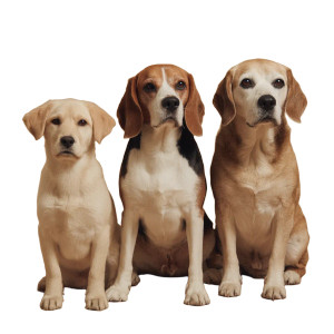 Three Dogs Sitting Vinyl Car Decal Sticker – Waterproof & UV-Resistant 