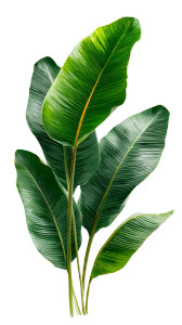 Banana Leaves Vinyl Car Decal Sticker – Waterproof & UV-Resistant Banana Leaves Vinyl Car Decal Sticker – Waterproof & UV-Resistant