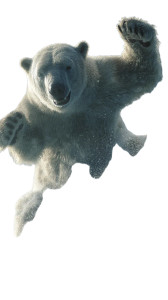 Snowboarding Polar Bear Vinyl Car Decal Sticker – Waterproof & UV-Resistant 