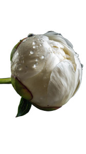 White Peony Bud Vinyl Car Decal Sticker – Waterproof & UV-Resistant White Peony Bud Vinyl Car Decal Sticker – Waterproof & UV-Resistant