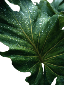 Large Leaf Vinyl Car Decal Sticker – Waterproof & UV-Resistant Large Leaf Vinyl Car Decal Sticker – Waterproof & UV-Resistant