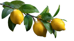 Lemon Tree Branch Vinyl Car Decal Sticker – Waterproof & UV-Resistant 