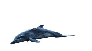 Petrified Dolphin Vinyl Car Decal Sticker – Waterproof & UV-Resistant 