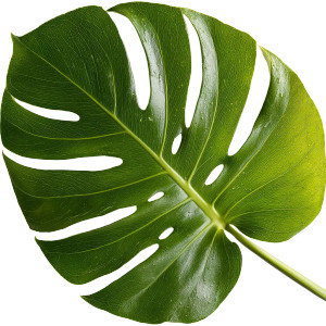 Monstera Leaf V4 Vinyl Car Decal Sticker – Waterproof & UV-Resistant Monstera Leaf V4 Vinyl Car Decal Sticker – Waterproof & UV-Resistant