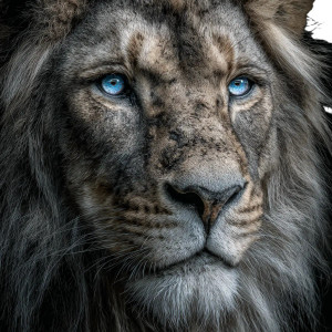 Regal Lion Portrait Vinyl Car Decal Sticker – Waterproof & UV-Resistant Regal Lion Portrait Vinyl Car Decal Sticker – Waterproof & UV-Resistant