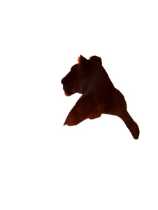 Lioness At Sunset V3 Vinyl Car Decal Sticker – Waterproof & UV-Resistant 